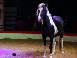 Circus YAKARI Show am 04.10.2024